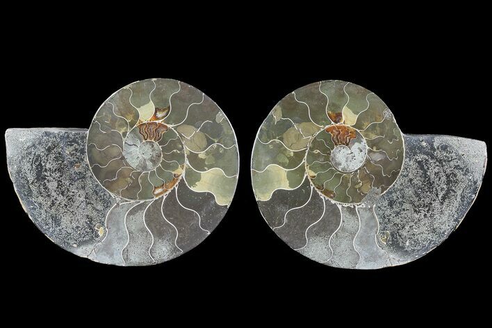 Bargain, Cut & Polished Ammonite Fossil - Mud Filled #73950